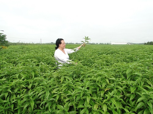 Cây hoàn ngọc bảo vệ “nhà máy lọc” của cơ thể